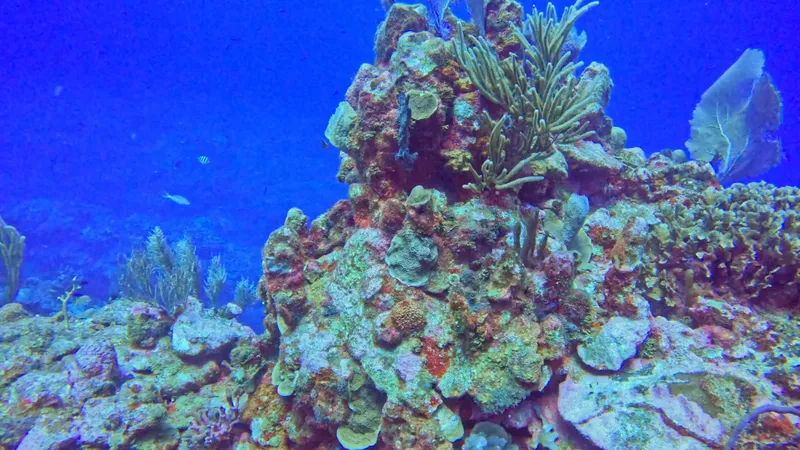 Recif corallien coloré avec des coraux mous et durs en eau profonde