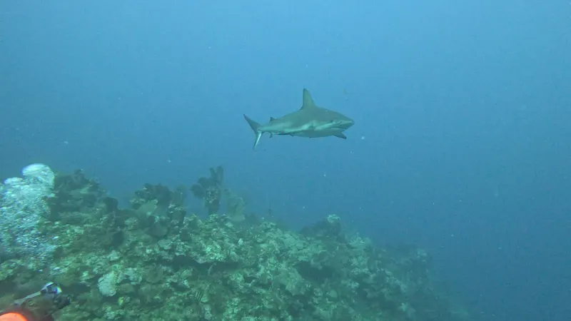 Requin nageant au-dessus d'un récifal corallien dans l'eau bleue