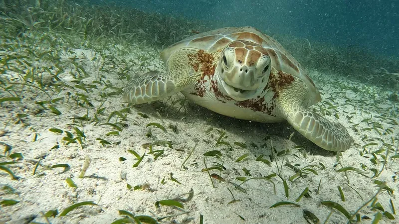 Tortue marine nageant paisiblement au-dessus d'un fond sablonneux et herbeux