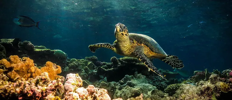 Tortue marine nageant au-dessus d'un récifal corallien coloré et poisson