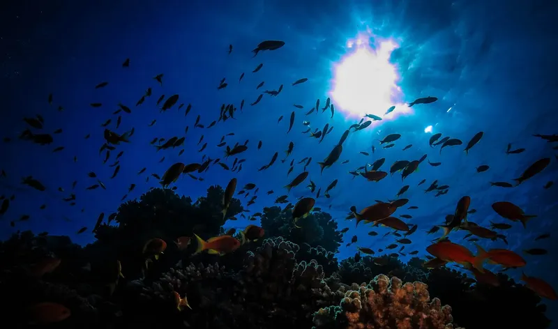 Banc de poissons colorés évoluant autour de coraux sous la lumière