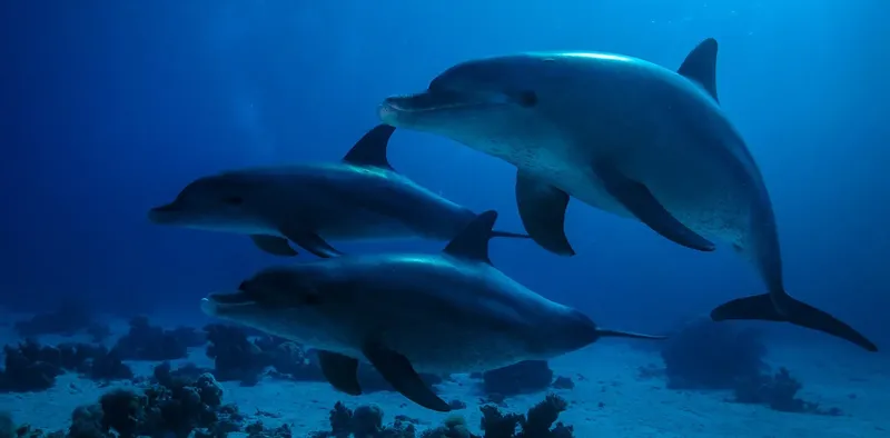 Trois dauphins nagent ensemble dans une eau bleue claire