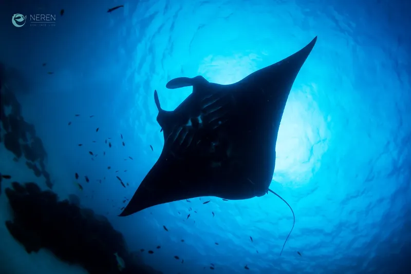Raie manta nageant dans l'eau bleue, lumière venant de la surface