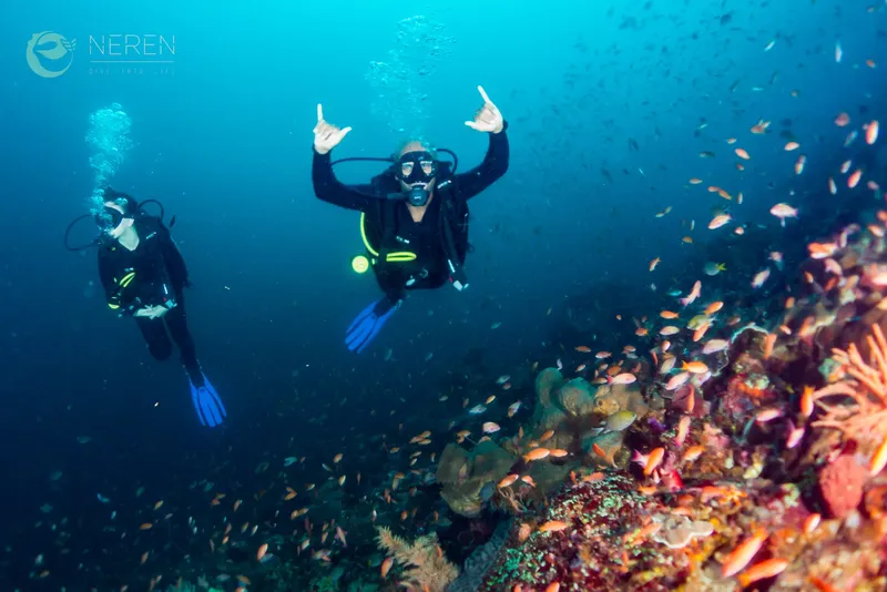 Deux plongeurs explorent un récifal corallien avec de nombreux poissons