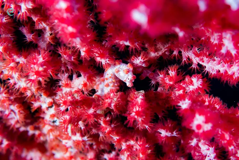 Hippocampe pygmée camouflé sur un gorgonien rouge en milieu marin