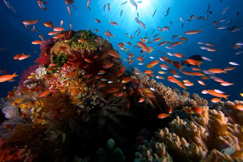 Recif corallien coloré avec une multitude de petits poissons tropicaux