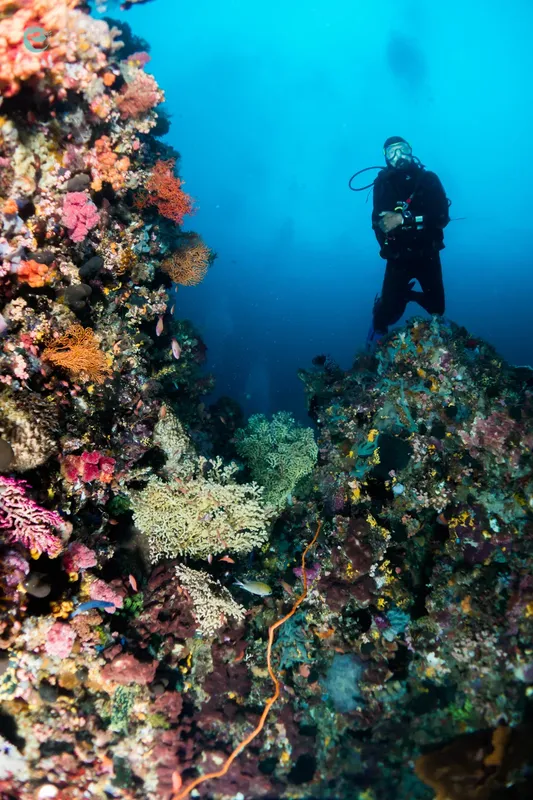 Plongeur explorant un récif corallien coloré en milieu aquatique
