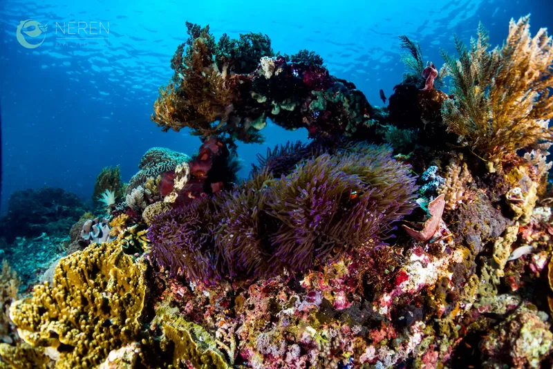 Coraux colorés et poissons tropicaux dans un récif sous-marin