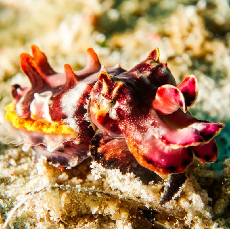 Nudibranche rouge et marron sur fond sablonneux, faune marine exotique