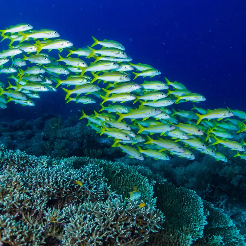 Banc de poissons jaunes nageant au-dessus d'un récif corallien bleu