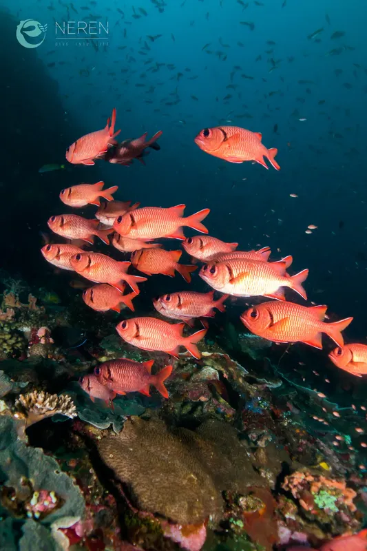 Banc de poissons rouges nageant autour d'un récifal corallien bleu