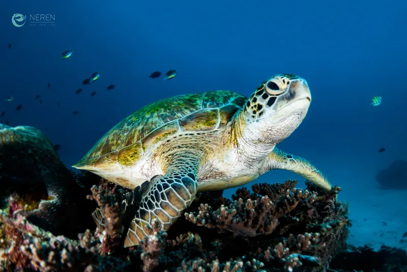 Tortue marine nageant paisiblement au-dessus d'un récifal corallien bleu