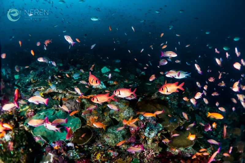 Banc de poissons colorés autour d'un récifal corallien sous-marin