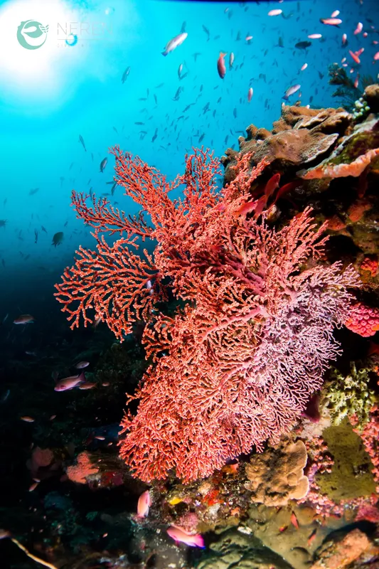 Corail rouge vif et poissons argentés dans l'eau bleue
