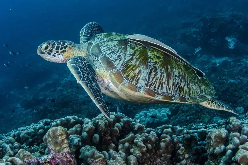 Tortue marine nageant au-dessus d'un récifal corallien en eaux bleues
