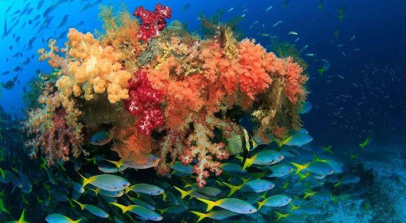 Recif corallien coloré avec de nombreux poissons tropicaux en pleine mer