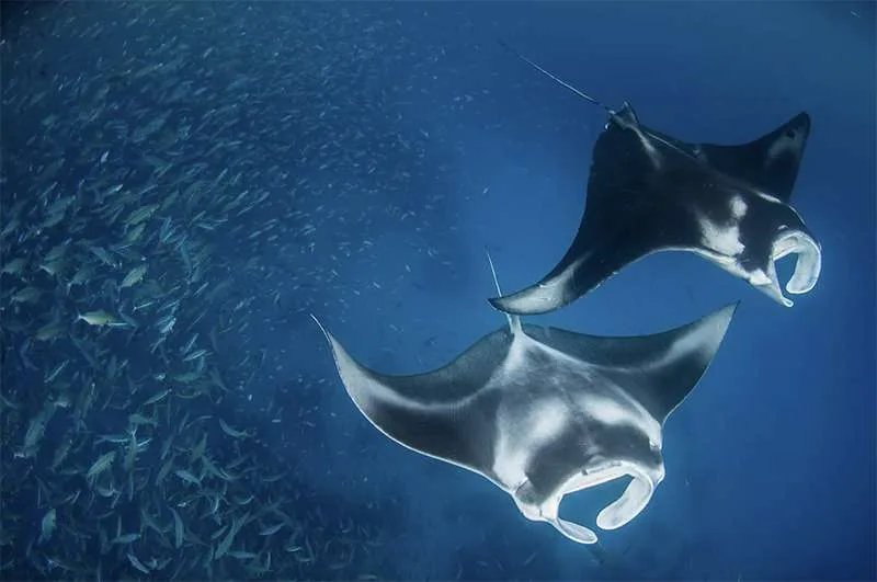 Deux raies manta nagent dans une eau bleue entourées de poissons