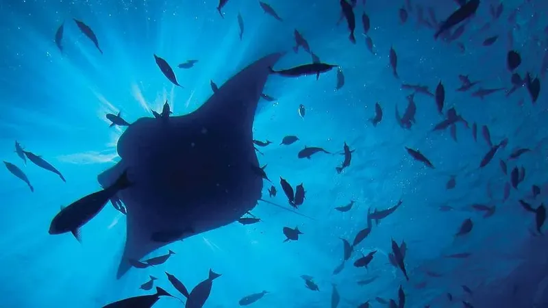 Raie manta majestueuse nageant avec un banc de poissons bleus