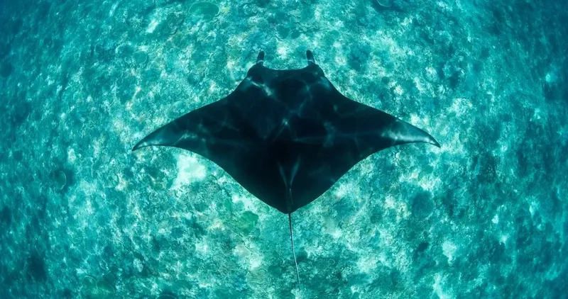 Raie manta vue d'en haut nageant dans une eau turquoise claire