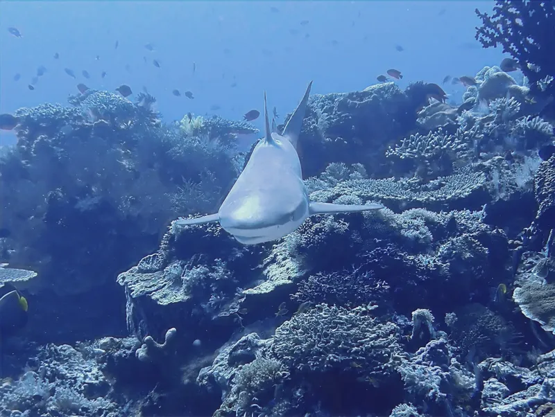Requin de récif blanc nageant au milieu d'un récif corallien bleu