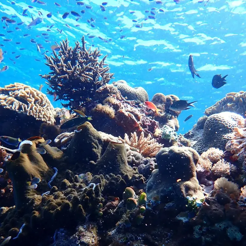 Récif corallien coloré avec de nombreux poissons tropicaux en pleine eau