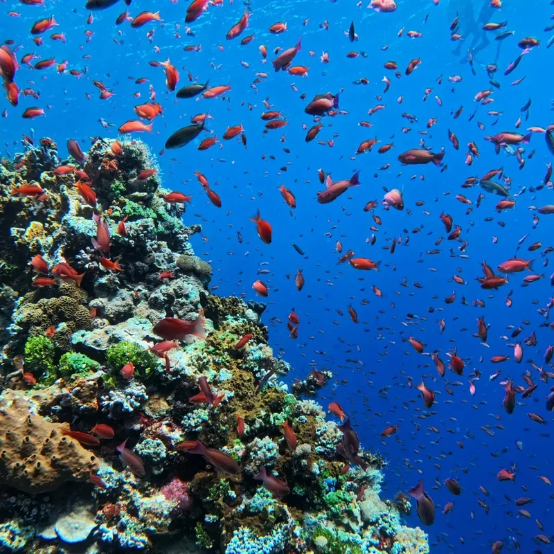Banc de poissons rouges et coraux colorés dans l'eau bleue