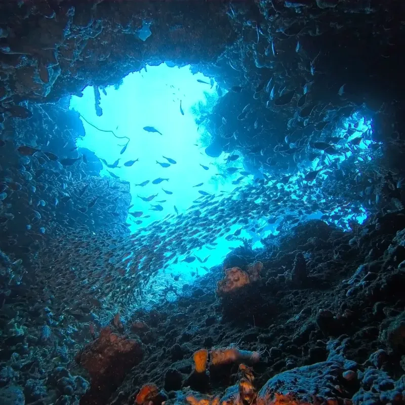 Vue sous-marine d'une grotte avec un banc de poissons argentés