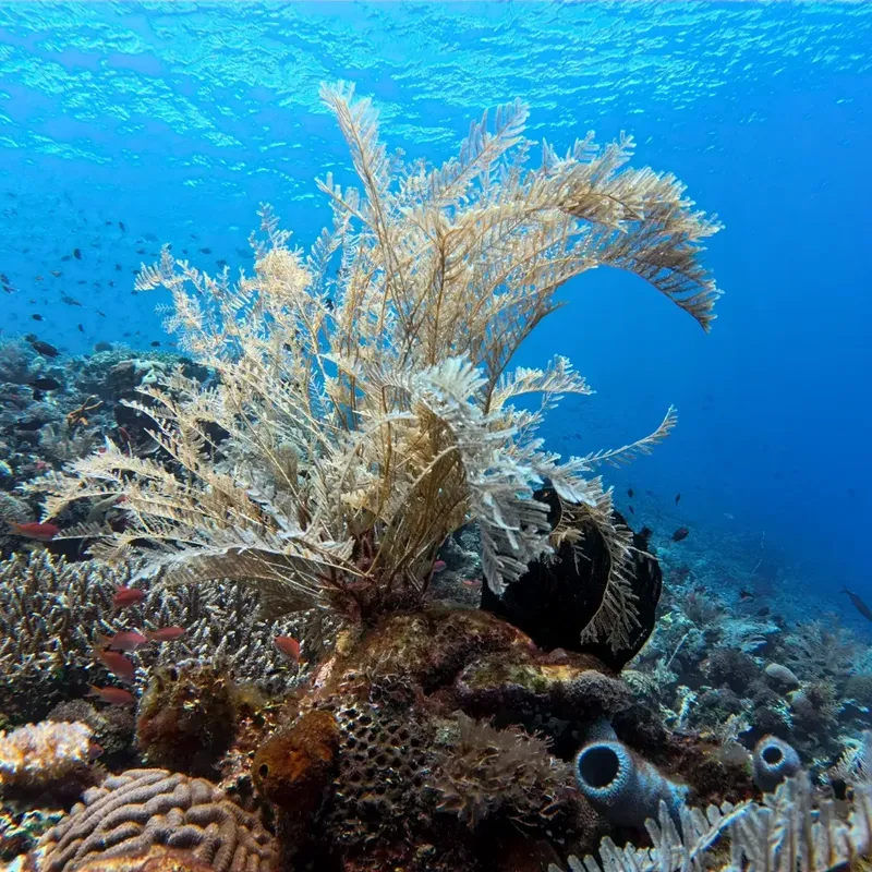 Coraux gorgones et récif coloré avec quelques petits poissons tropicaux