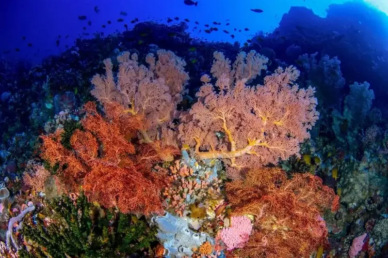 Coraux gorgones colorés et poissons dans un récif sous-marin