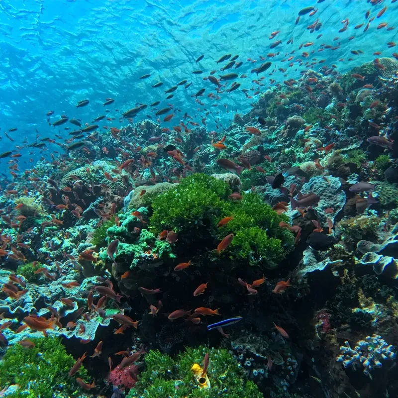 Récif corallien luxuriant avec de nombreux poissons colorés en pleine eau
