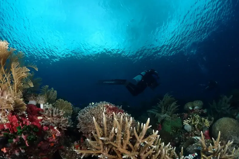 Plongeur explorant un récif corallien avec un banc de poissons