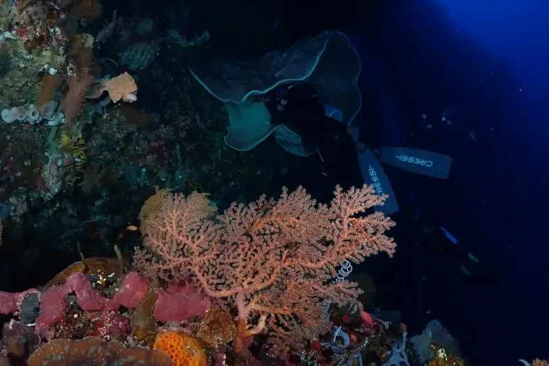 Raie manta nageant au-dessus d'un récif corallien coloré en milieu marin