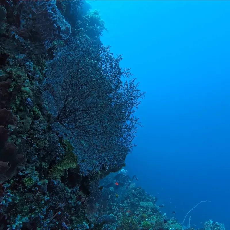 Coraux branchus et récif coloré dans l'eau bleue profonde