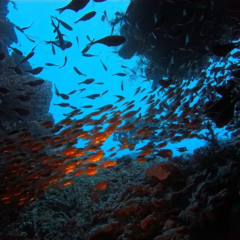 Banc de poissons colorés sous l'eau, récif corallien et lumière bleue