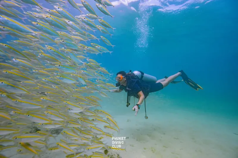 Plongeur interagissant avec un banc de poissons jaunes en mer