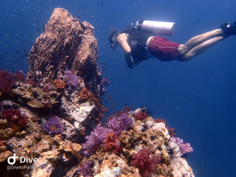 Plongeuse explorant un récif corallien coloré en apnée dans l'eau