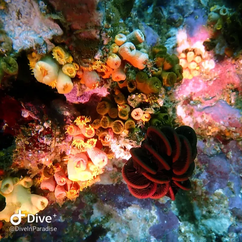 Anémones de mer colorées et plumeau rouge sur un récifal corallien
