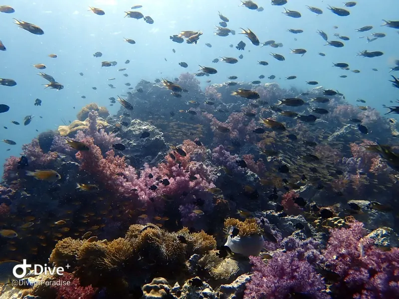 Récif corallien coloré avec de nombreux poissons tropicaux en pleine eau
