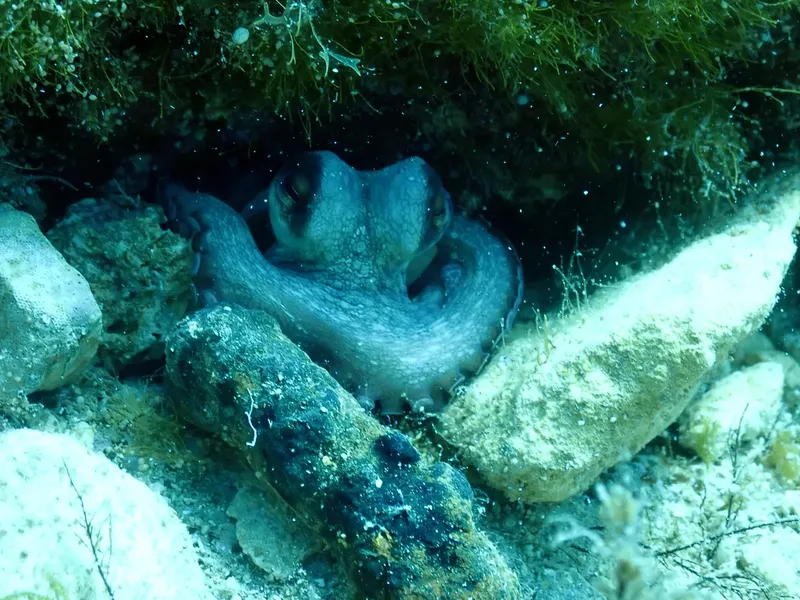 Pieuvre se camouflant parmi les rochers et les algues sous-marines