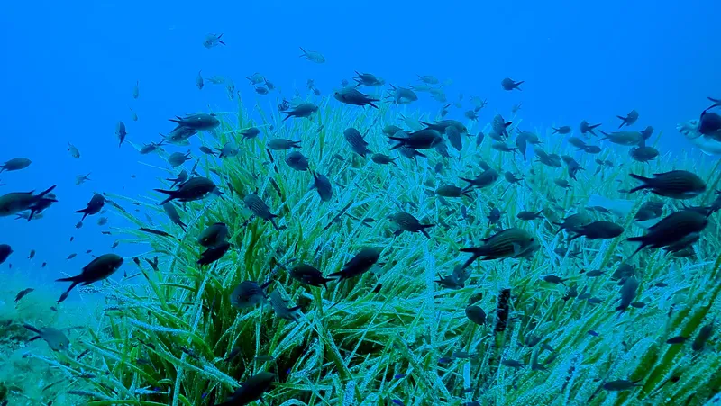 Banc de poissons évoluant dans une prairie de posidonie sous-marine