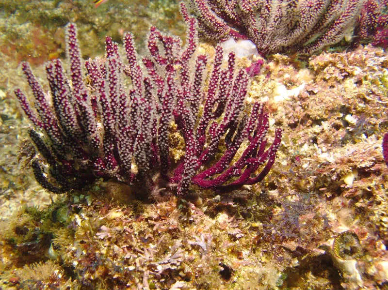 Anémones de mer pourpres sur fond rocheux et sableux sous-marin
