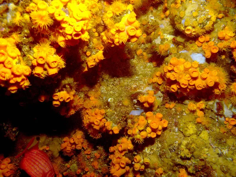 Éponges oranges et autres organismes marins sur un fond rocheux