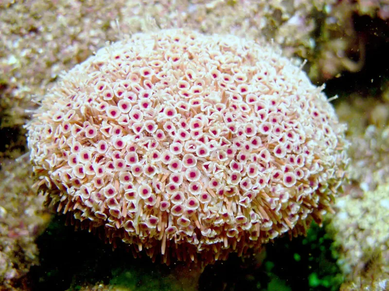 Une éponge marine blanche et rose, vue de près sous l'eau