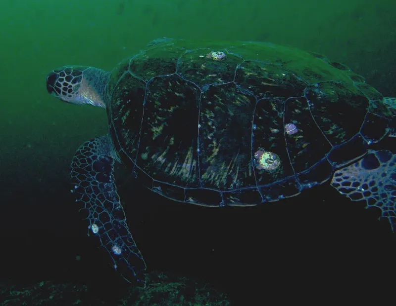 Tortue marine nageant paisiblement dans une eau verdâtre et profonde