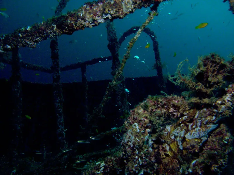 Épave colonisée par la vie marine, structure métallique rouillée et algues