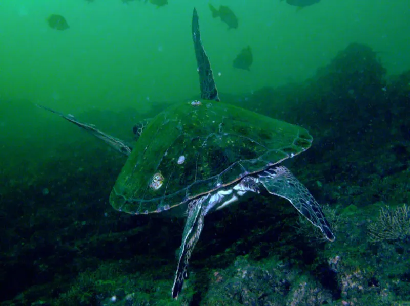Tortue marine nageant dans une eau verte, récif corallien visible