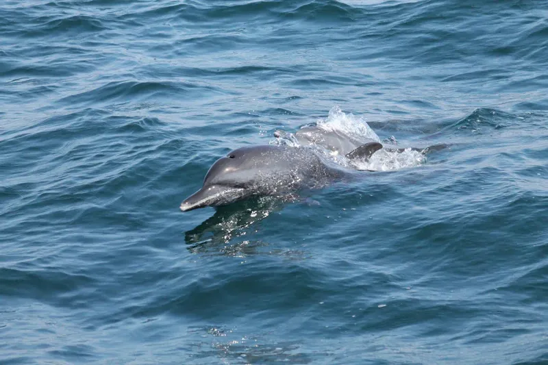 Deux dauphins gris nagent à la surface de l'eau bleue