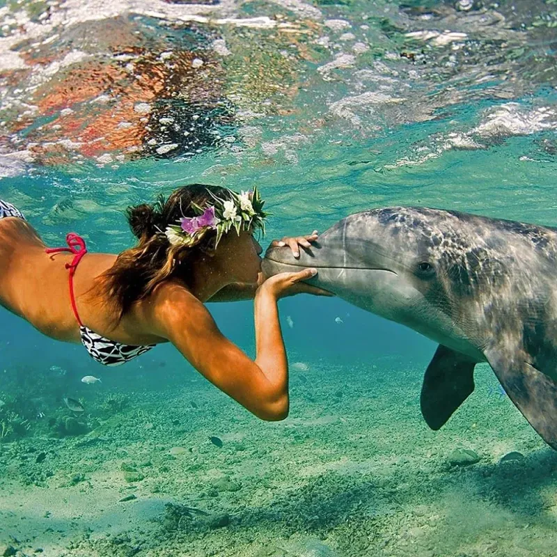 Une femme nage avec un dauphin dans une eau turquoise claire
