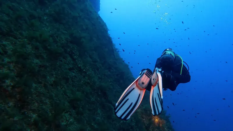 Plongeur explorant une paroi rocheuse sous-marine avec de petits poissons