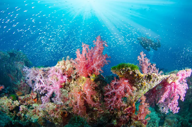 Banc de poissons et coraux colorés dans une eau claire et ensoleillée
